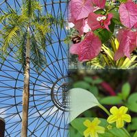 コロンカ（ハンカチの花）,ブーゲンビレア,ヤシの木,公園,人に優しくの画像