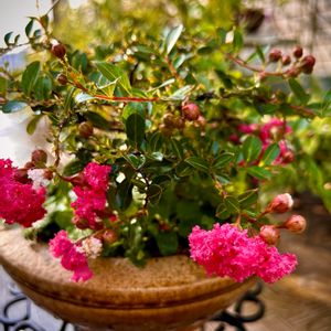 ヒメサルスベリ(姫百日紅),山野草,ピンクの花,花のある暮らし,日当たり良好の画像