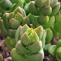 多肉屋敷,多肉植物,観葉植物,クラッスラ属,ジュゲムの画像