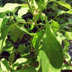 万願寺とうがらし,とうがらし,プランター野菜,小さな庭の画像