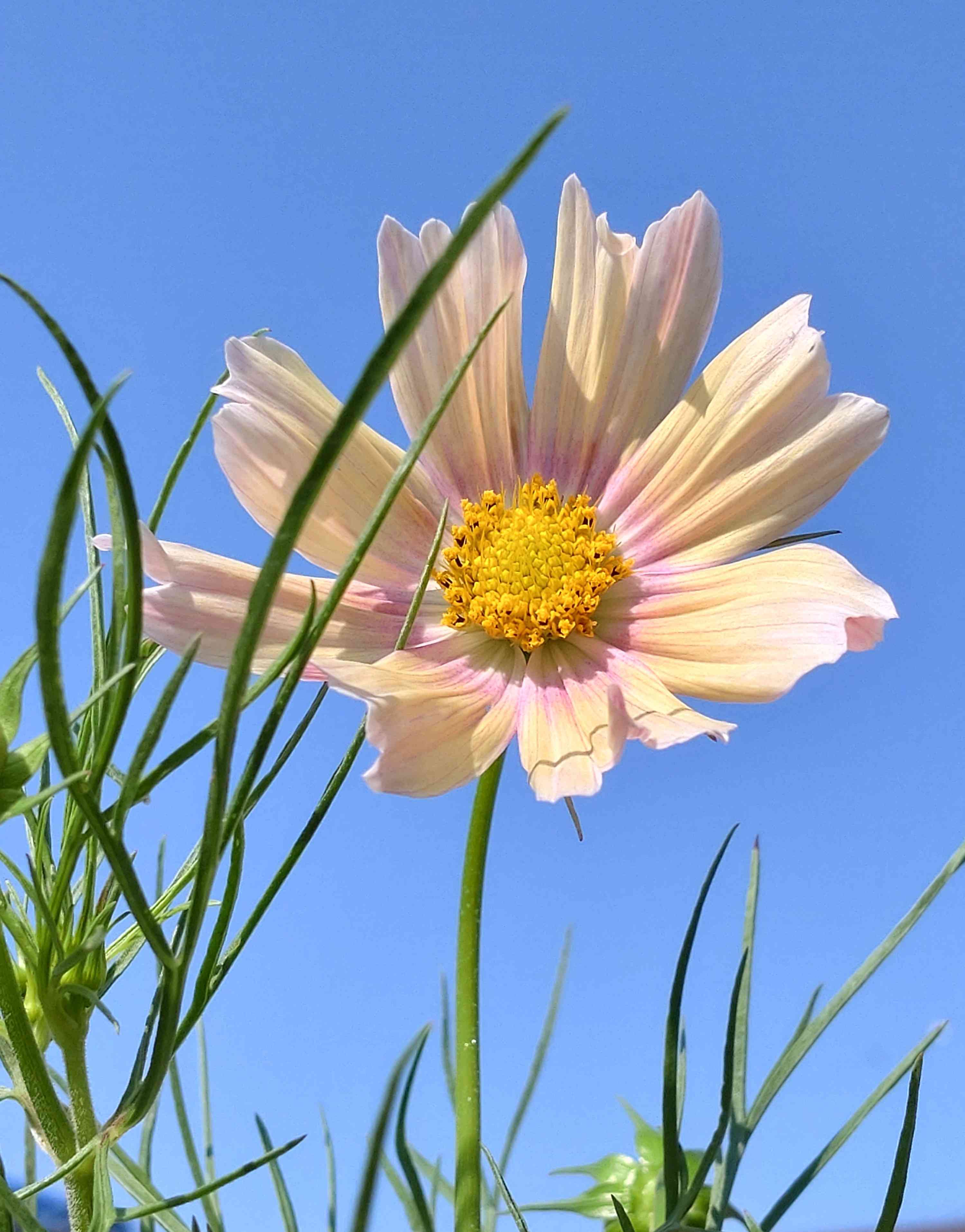 2023年春播き（完）｜🍀GreenSnap（グリーンスナップ）