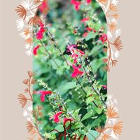 セージ,あっ火曜日,ウクライナに平和を,今日のうれしかったこと,らんまん応援♪の画像