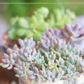 ピンクミニマ錦の画像