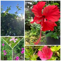 ヒイラギ,ハイビスカス,シバザクラ,サツキの画像