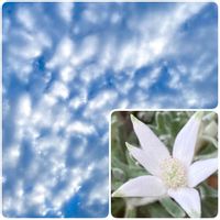 フランネルフラワー,★ ふわふわシリーズ,雲仲間,小さな庭の画像