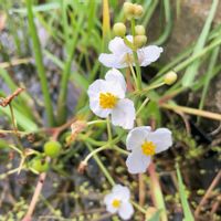 オモダカ,通勤途中,可愛い雑草♪,❁⃘野花の画像