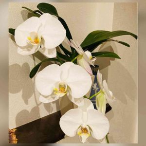 胡蝶蘭,かわいい,白い花,花のある暮らし,小さな幸せ♡の画像