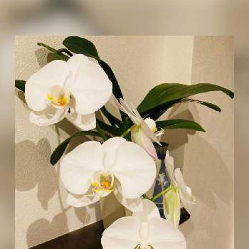 胡蝶蘭,胡蝶蘭が好き！,胡蝶蘭　マザーチークの画像