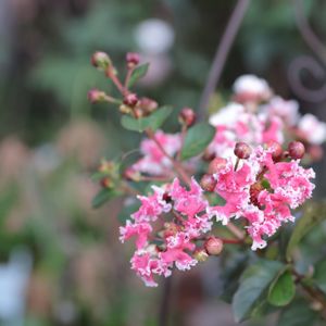 サルスベリ,百日紅 ペパーミントレース（夏祭り）,寄せ植え,鉢植え,花のある暮らしの画像