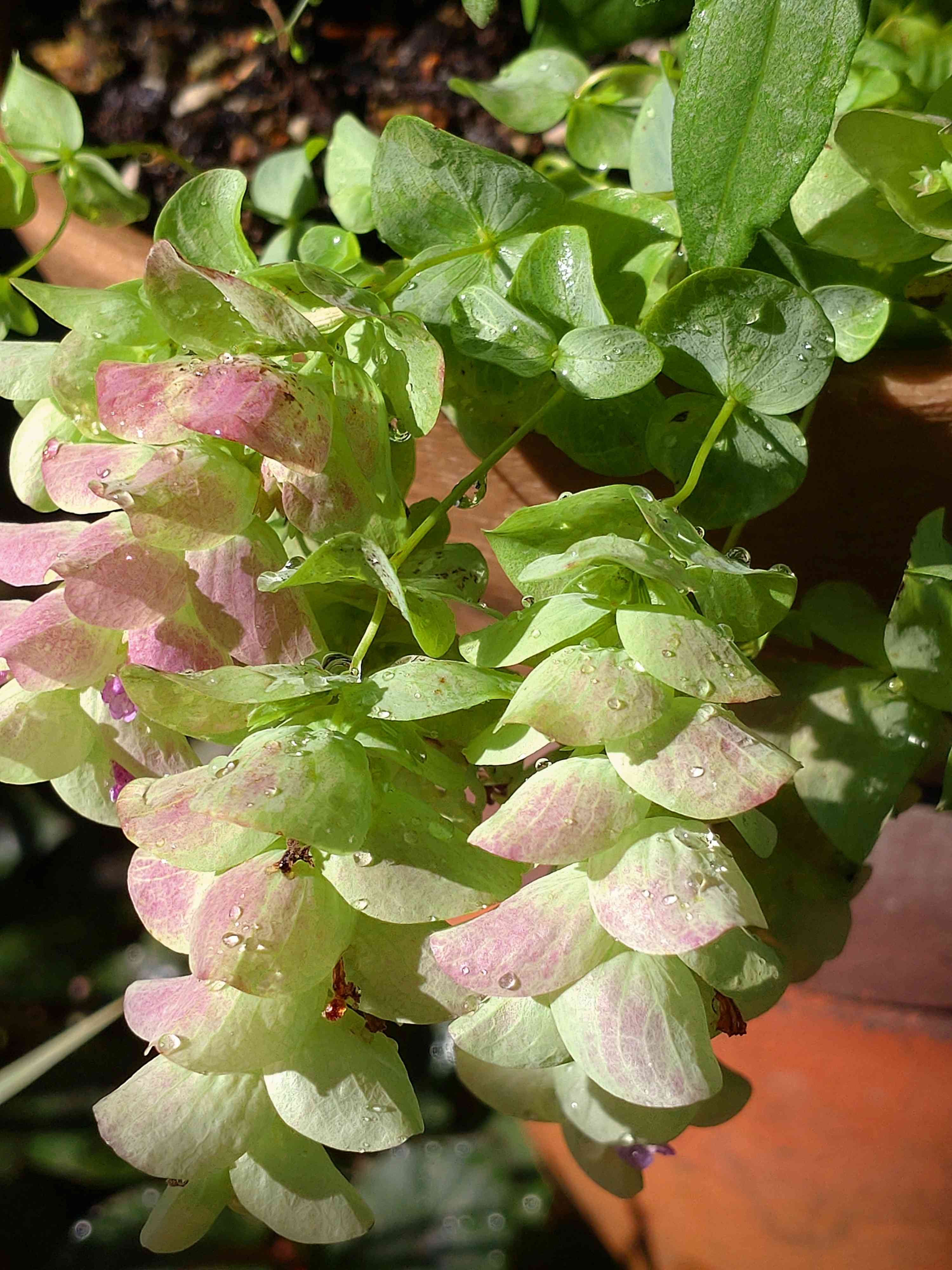 オレガノ・ミルフィーユリーフの種まき｜🍀GreenSnap（グリーン