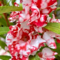 ホウセンカ,鉢植え,可愛い,いつもありがとう♡,種まきの画像
