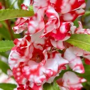 ホウセンカ,鉢植え,可愛い,いつもありがとう♡,種まきの画像