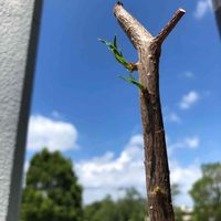 バオバブ,観葉植物を楽しむ,観葉植物,わが家の観葉植物❢,No  more warの画像