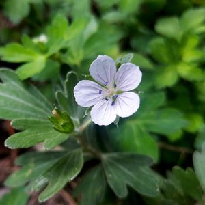 ゲンノショウコ,山野草,❀白の幻想❀,シベの輝き❇️,らんまん応援♪の画像