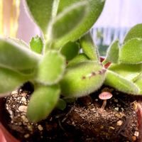 キノコ,熊童子,コチレドン 熊童子,多肉植物,福岡の画像