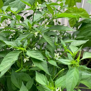 水耕栽培,種から,野菜 水耕栽培,無農薬野菜,トウガラシ属の画像