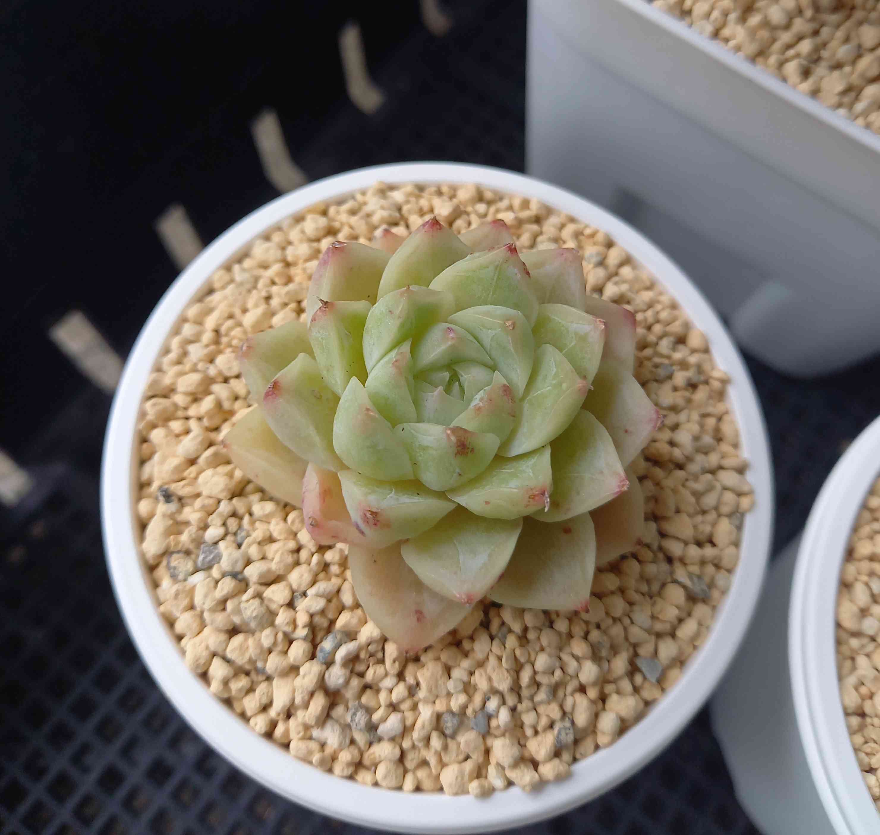 1071🌹ジェリークイーン｜🍀GreenSnap（グリーンスナップ）