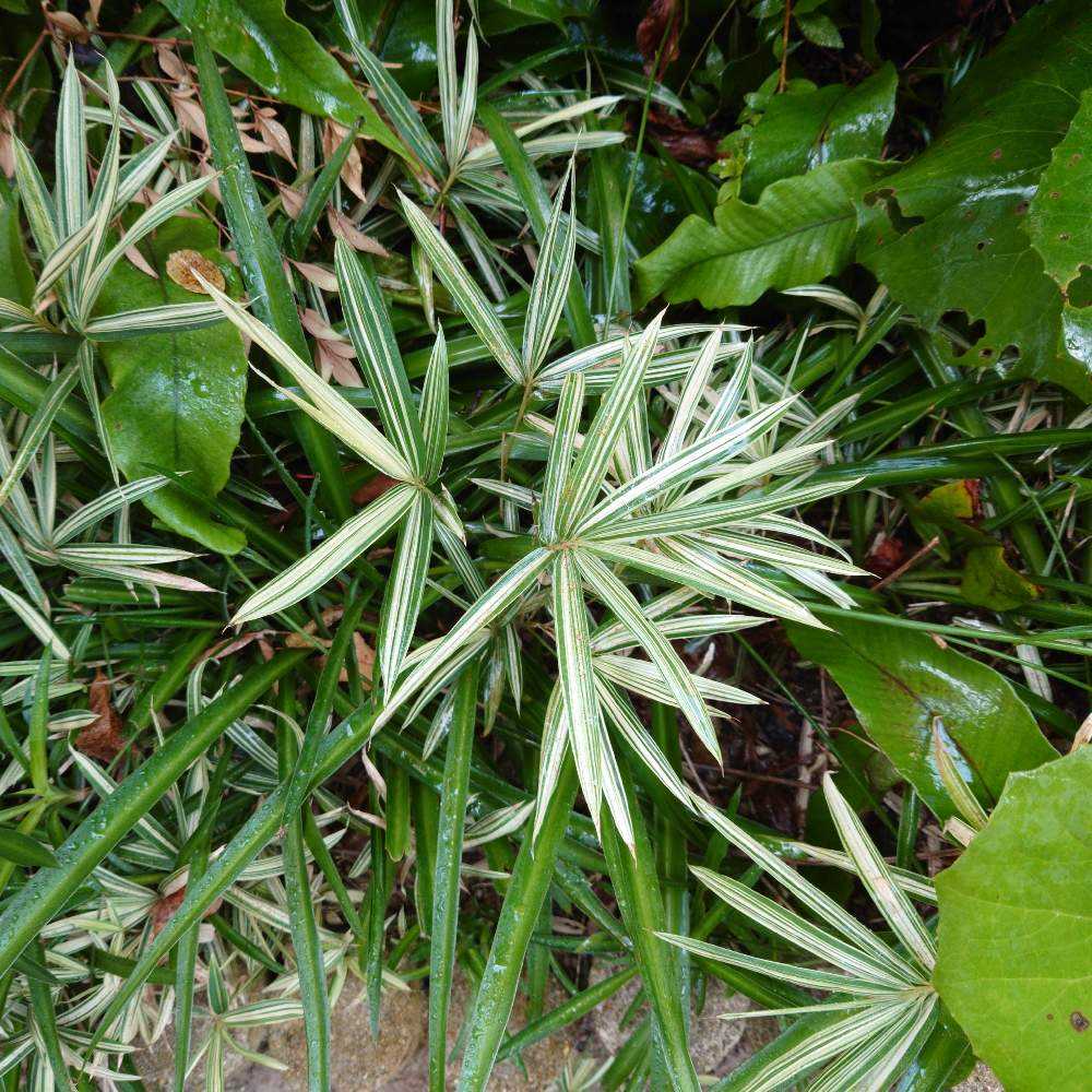 我が家の庭の 横に増える🟢緑色の葉っぱ🍀🌿☘️｜🍀GreenSnap