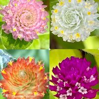 センニチコウ,鉢植え,地植え,可愛い,いつもありがとう♡の画像