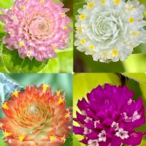 センニチコウ,鉢植え,地植え,可愛い,いつもありがとう♡の画像