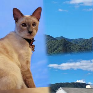 ビバーチェ,晴れ渡った秋空,六甲山.,ネコ好き,青空の画像