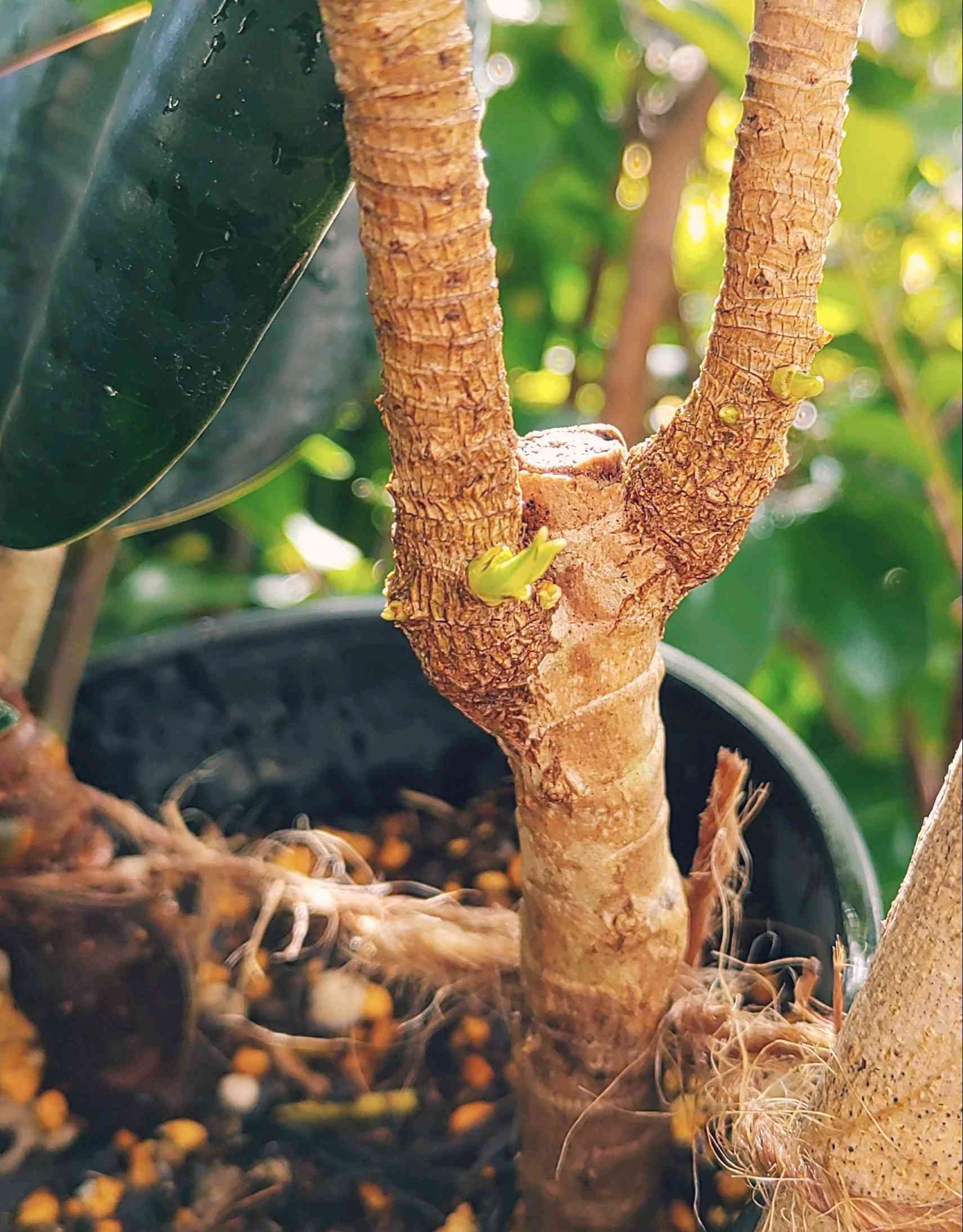 観葉植物 希少 コルジリネ チョコレートクイーン 子株付き - 植物/観葉植物