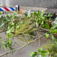 アセビ,馬酔木(アセビ）の画像