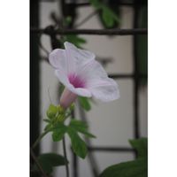 イポメア,イポメアアンダーソニー,箱庭に咲く花9月,小さな庭の画像