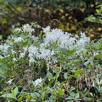 ハゴロモジャスミン,花を探して,お出かけ先の画像