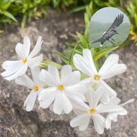 シバザクラ,地植え,☆携帯撮影☆,お出かけ先の画像