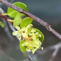 ワイヤープランツ,花壇,ガーデニング,庭木,山野草の画像