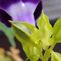 トレニア,紫の花,金曜日の蕾たち,✢ふこポエム✢,小さな庭の画像