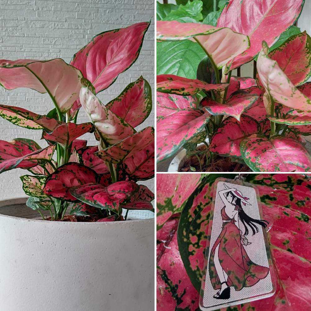 No.56 アグラオネマビューティの蕾〜花が咲くまで?｜?GreenSnap 