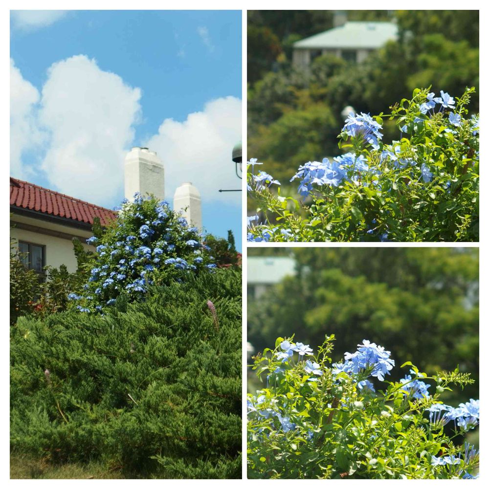 masaharuさんの港の見える丘公園への投稿