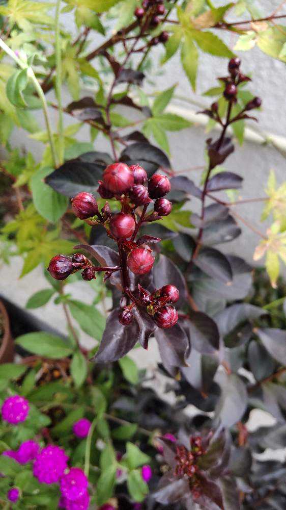 大人気品種☆サルスベリブラックパールライトピンク1.4M(鉢底から)花付き☆ サルスベリ（百日紅）：ブラックパール ライトピンク5号ポット