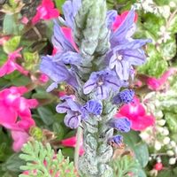 レースラベンダー,サルビア　ミラージュ　ピンク,素敵な花,鉢植えの花,可愛い花の画像