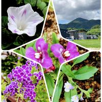 デュランタ,宿根ネメシア,ネメシア,トキワハゼ,ミルキーウェイの画像