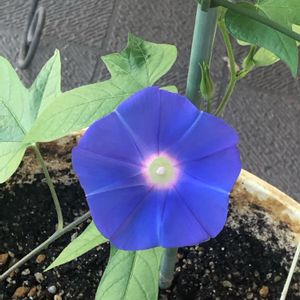 GSforキッズ,GSでお買い物,ハンキング,おうちde菜園,お顔がこんにちはの画像