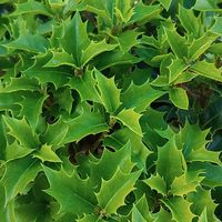 ヒイラギ,ボタニカルライフ,植物大好き,植中毒,葉を楽しむ植物の画像