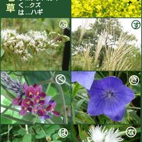 ヤマハギ,クズ,フジバカマ,カワラナデシコ,キキョウの画像