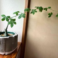 アデニア・グラウカ,多肉植物,毎年伸びる,ちょっとずつ成長,多肉植物のある暮らしの画像
