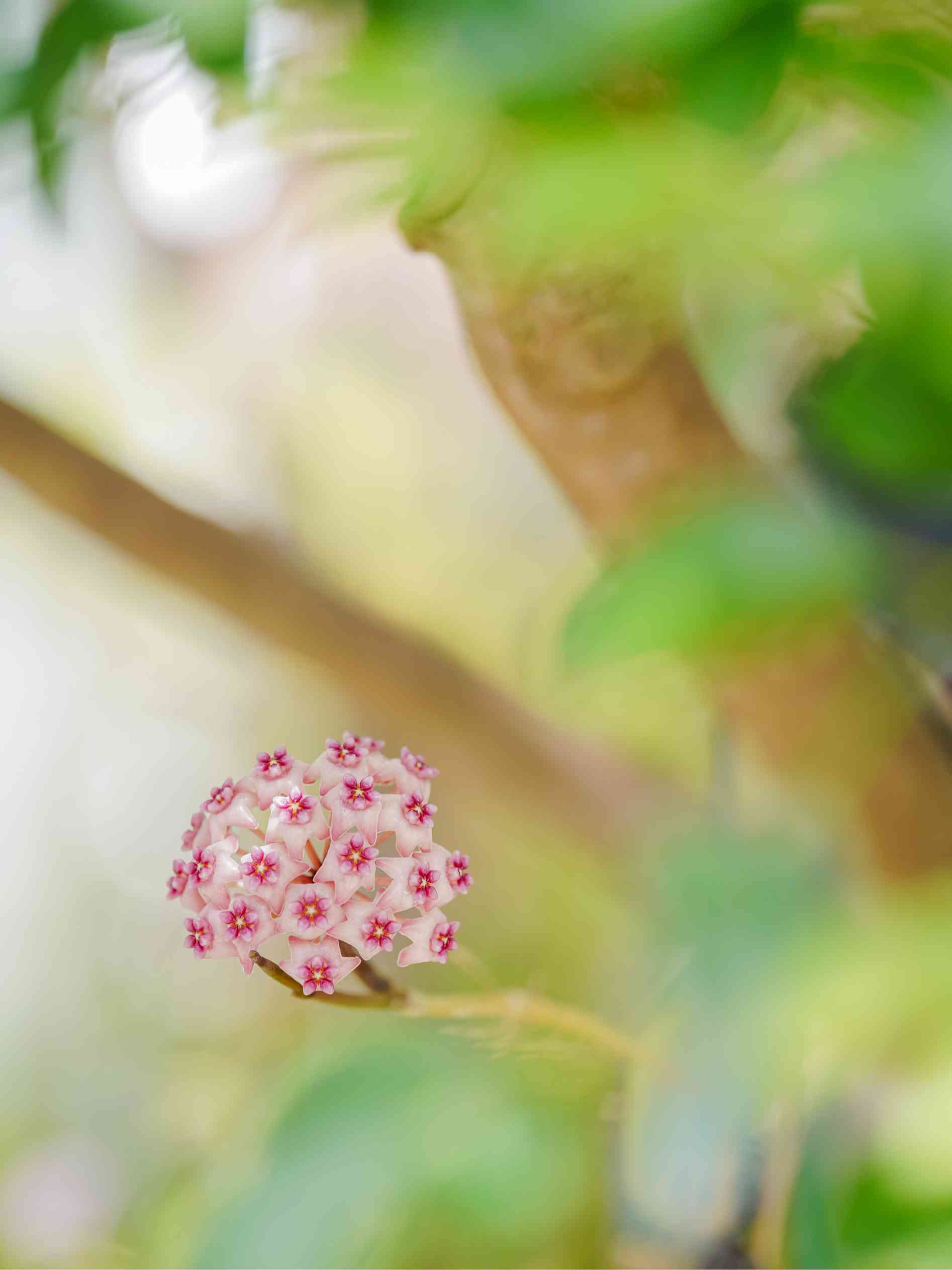 0727 ＊ホヤ ＊ Hoya ＊ sweet scent ＊ スイートセント Hoya Sweet Scent – Hoya Planter