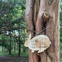イチイ,北海道の景色,北海道神宮境内,秋の気配,北海道神宮の画像