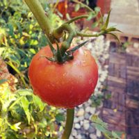 トマト,夏野菜フォトコンテスト2023,家庭菜園,自家製野菜,小さな庭の画像