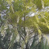 ティーツリーの画像