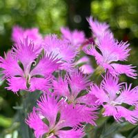 カワラナデシコ,山野草,らんまん応援♪,日曜日は日本を感じる和の花,朝ドラうけ！の画像