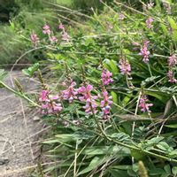 コマツナギ,土手に咲く花,お出かけ先の画像