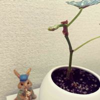 ベゴニア,木立ベゴニア,マクラータ,ベゴニア マクラータ,観葉植物の画像