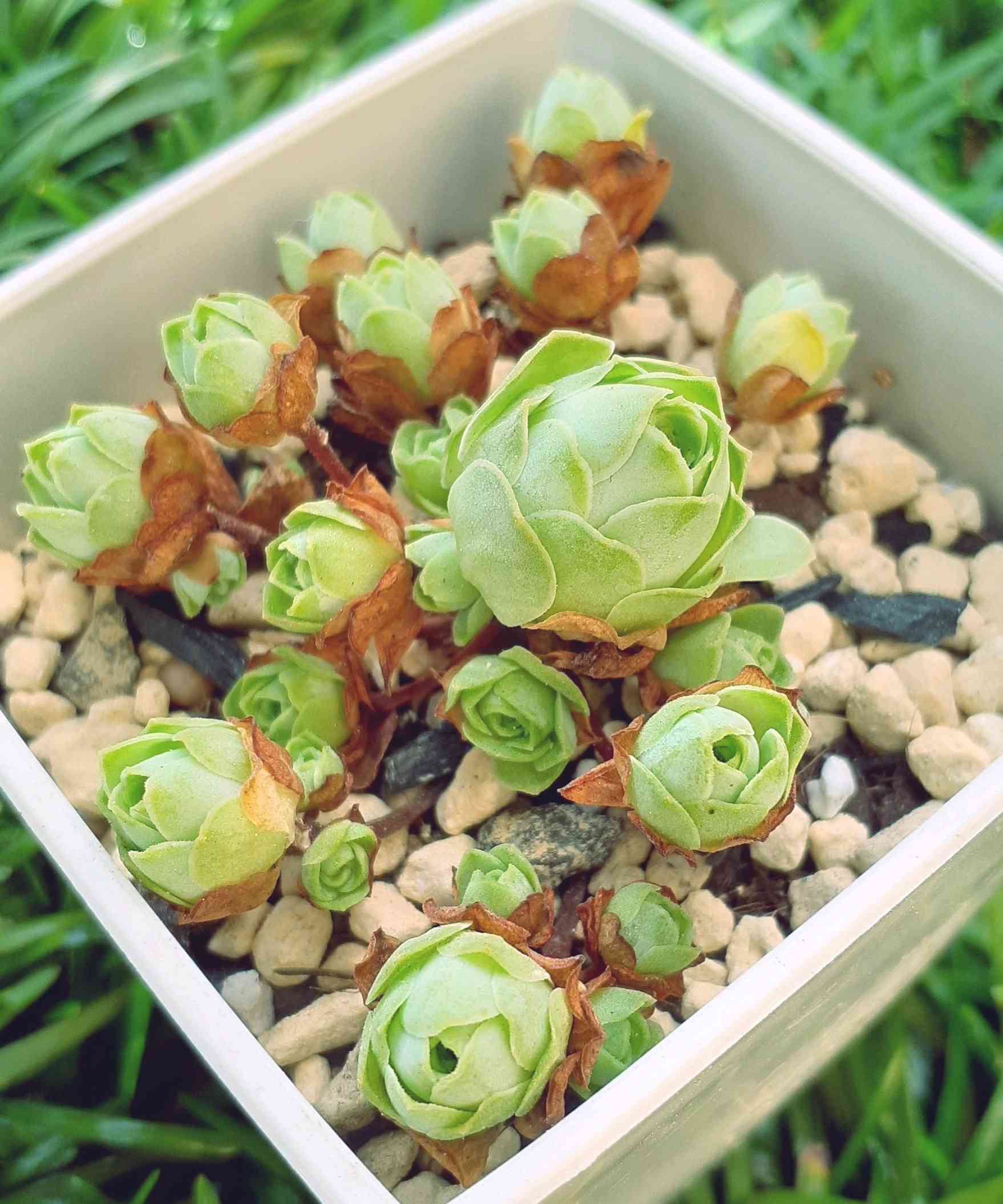 コノフィツム カルキュルス Conophytum calculus 翡翠玉 10点 抜き苗発送 - 観葉植物