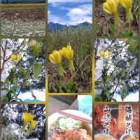 ソバ,いね,ツキミソウ,マツヨイグサ,蕎麦(そば)の花の画像